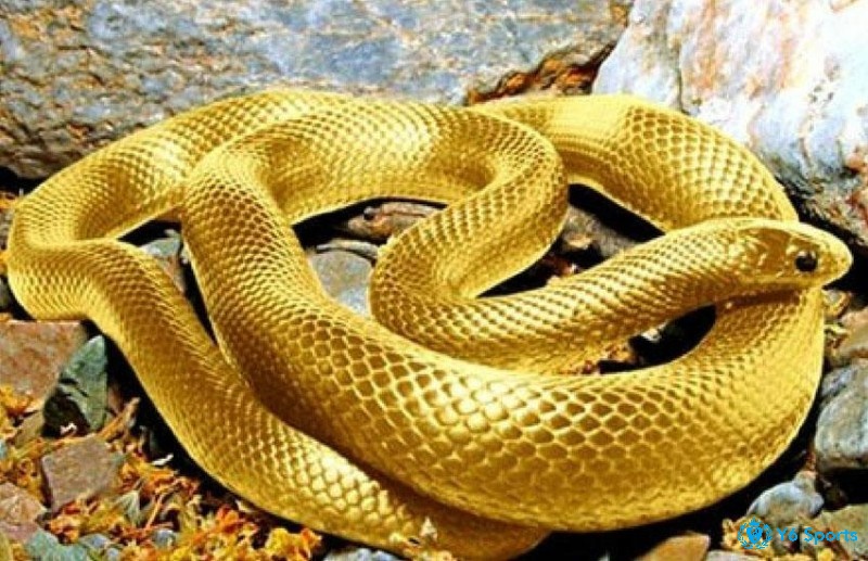 Mơ thấy rắn vàng cắn thể hiện cho những may mắn và tài lộc đến với người nằm mơ