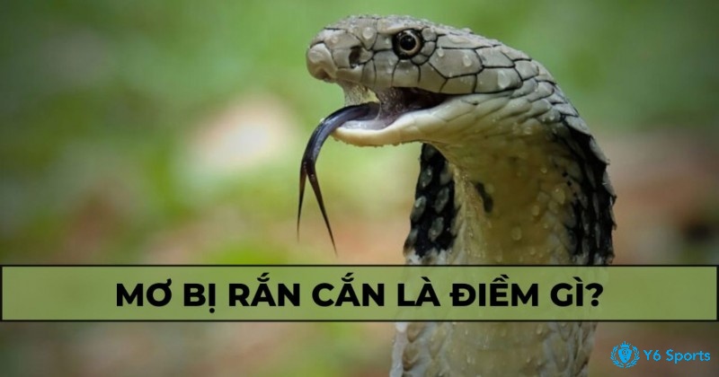 Tìm hiểu mơ bị rắn cắn báo điềm gì cũng như các con số may mắn liên quan đến giấc mơ này