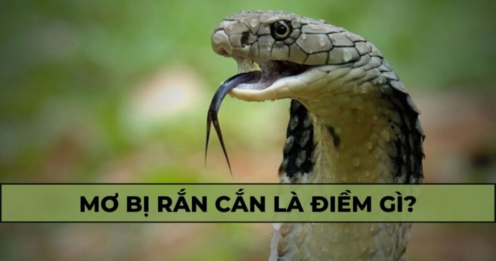 Mơ bị rắn cắn báo điềm gì? Con số may mắn bao nhiêu?