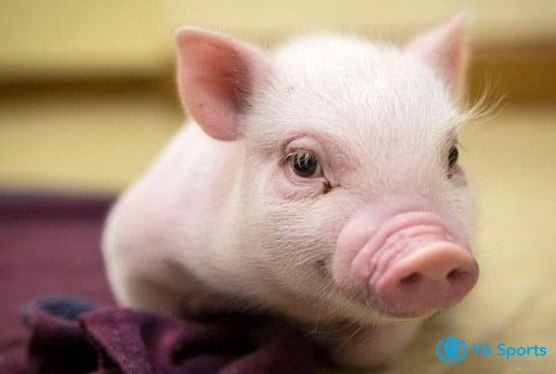 Mơ thấy heo đẻ là điềm báo gì, nếu thấy đẻ một con là báo hiệu niềm vui nho nhỏ