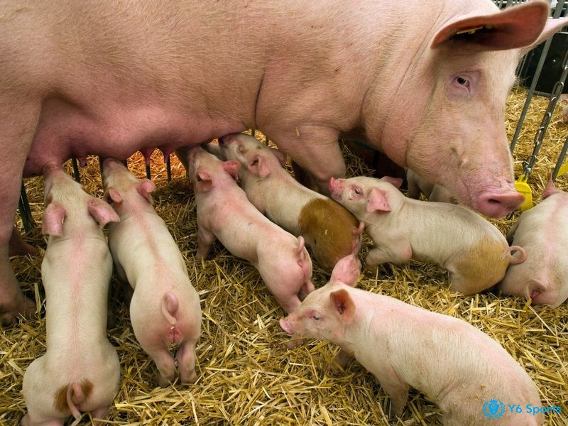 Mơ thấy heo đẻ là điềm báo gì, nếu thấy đẻ nhiều con là điềm lành nhân lên nhiều lần