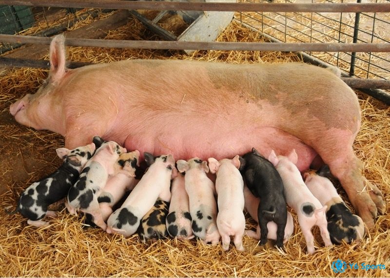 Mơ thấy heo đẻ là điềm gì? Nếu mơ thấy heo đẻ ở nơi sạch sẽ là điềm tốt nhé bạn