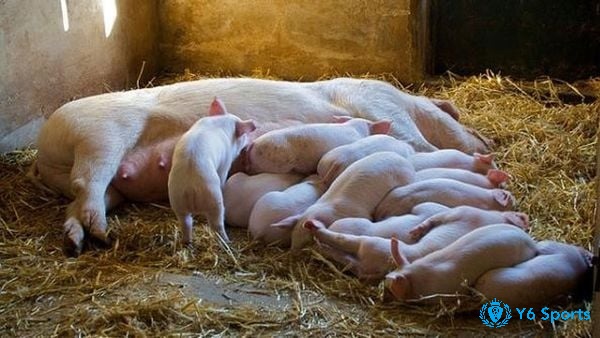 Mơ thấy heo đẻ là điềm gì và đánh con số nào? 