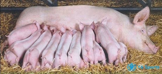 Mơ thấy heo đẻ là điềm báo gì không? người Á Đông tin sinh nở là điềm lành, còn heo thì là phú quý no ấm