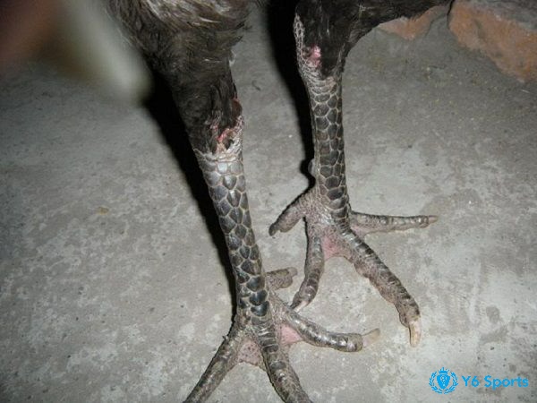 Quan sát kỹ, ghi chép đều đặn giúp nâng cao tay nghề khi xem chân gà chọi