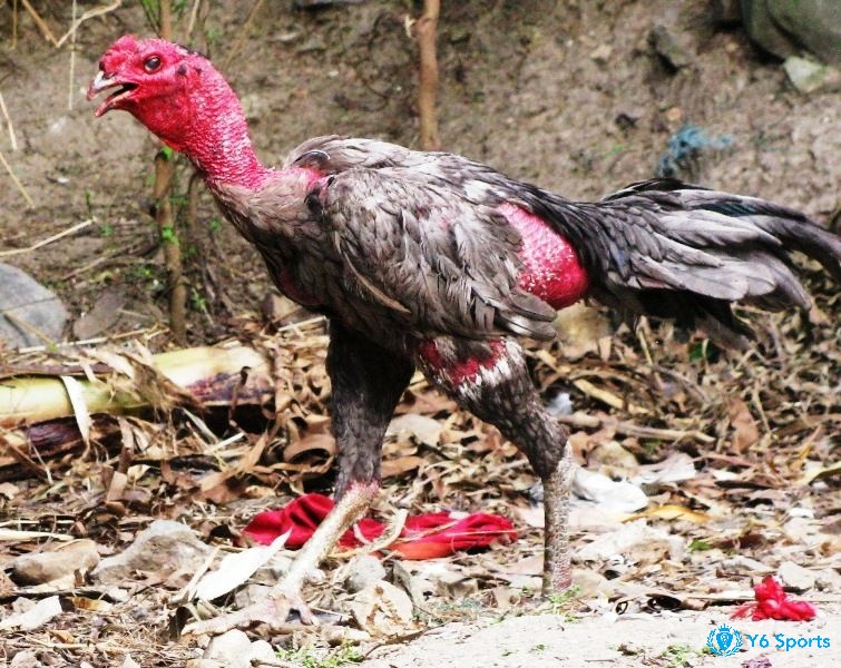 Chạy nhảy linh hoạt là minh chứng cho đôi chân khỏe mạnh