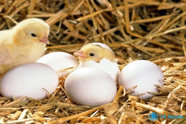 Ngủ mơ thấy gà đẻ trứng là điềm báo gì? nếu trứng gà đang nở là thời điểm thành công tới