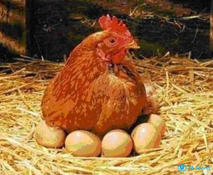 Mơ thấy gà đẻ trứng là điềm báo gì? Mơ thấy gà ấp trứng là nuôi dưỡng sự nghiệp