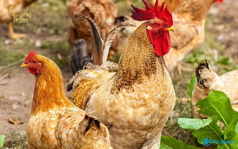 Mơ thấy gà đẻ trứng là điềm báo gì - nếu có gà trống đẻ là điềm báo may mắn bất ngờ