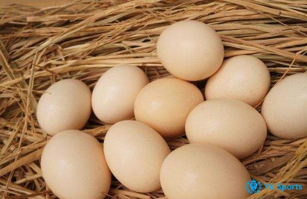Mơ thấy gà đẻ trứng là điềm báo gì? Đánh con số gì? 