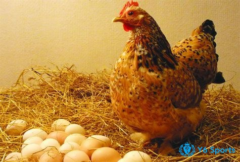 Mơ thấy gà đẻ trứng là điềm báo gì? 