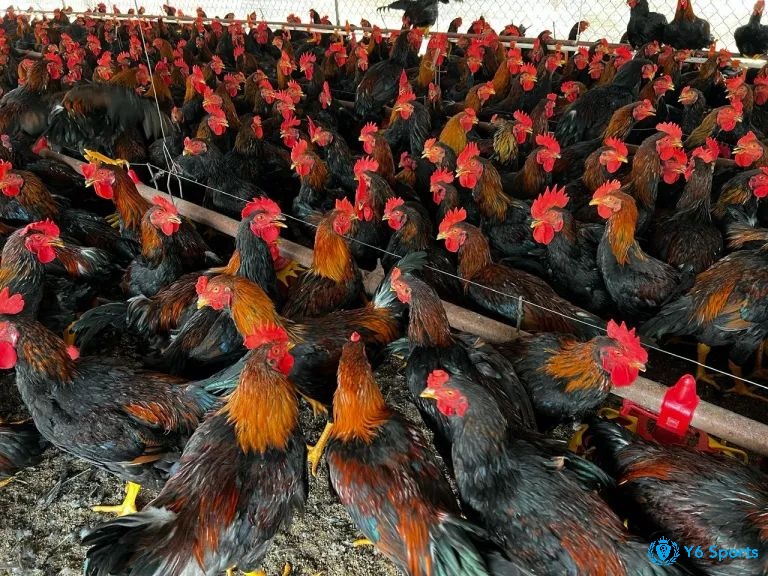 Gà nòi rặc Bình Định, Cao Lãnh có giá trị cao nhờ sức bền và huyết thống thuần chủng.