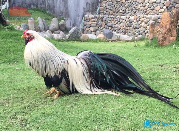 Các dòng gà đá bao nhiêu tiền như tre Tân Châu, Chợ Lách và gà lai tre Mỹ – nổi bật với tốc độ ra đòn.