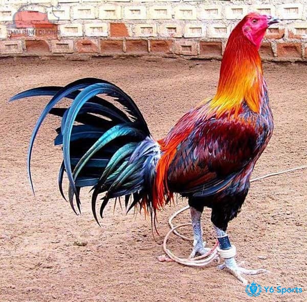 Các giống gà nhập nổi tiếng thế giới