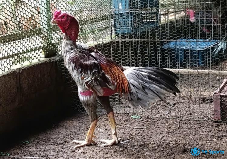 Môi trường giao dịch sôi động từ chợ truyền thống đến nhóm Facebook.