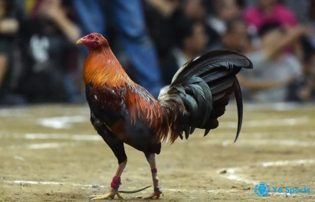 Các giống gà nòi, gà Mỹ, gà Peru và vai trò của huyết thống trong việc định giá.