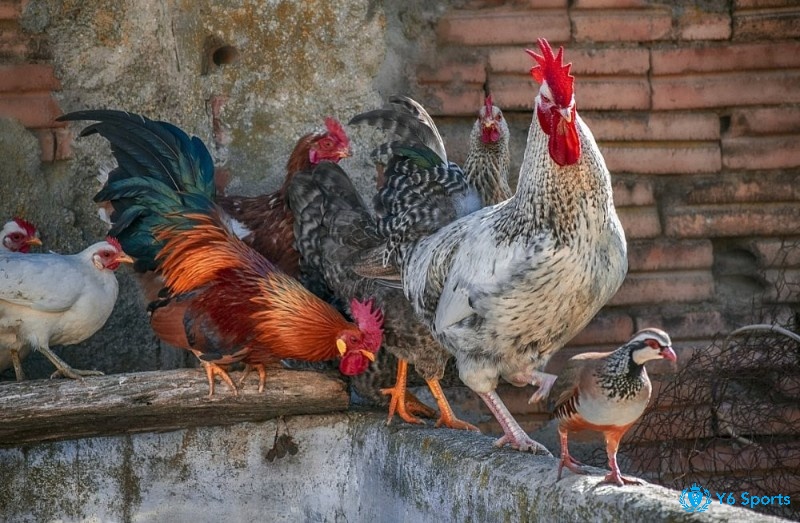 Mơ thấy gà đánh con gì? Giải mã số đề chuẩn xác nhất