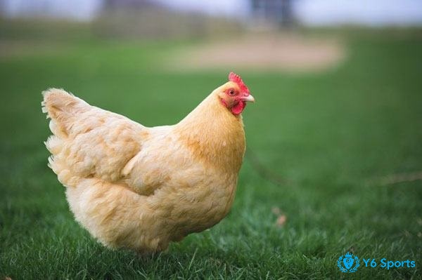 Mơ thấy gà đánh con gì? Giải mã số đề chuẩn xác nhất