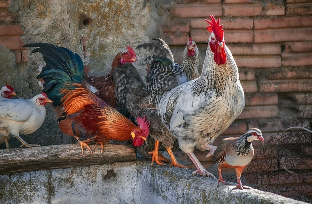 Mơ thấy gà đánh con gì? Giải mã số đề chuẩn xác nhất