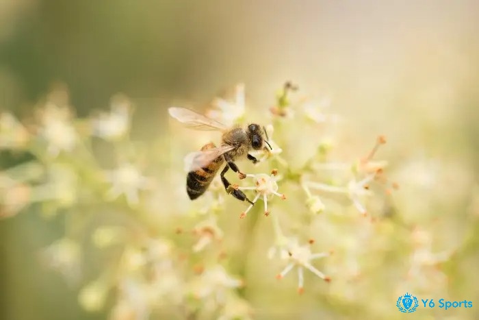 Tìm hiểu những giấc mơ thấy ong khác để giải mã đầy đủ thông điệp từ tiềm thức