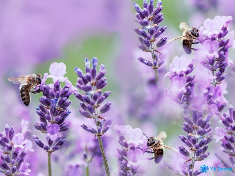 Mơ thấy ong gợi mở ra những con số đề may mắn trúng lớn chiều nay