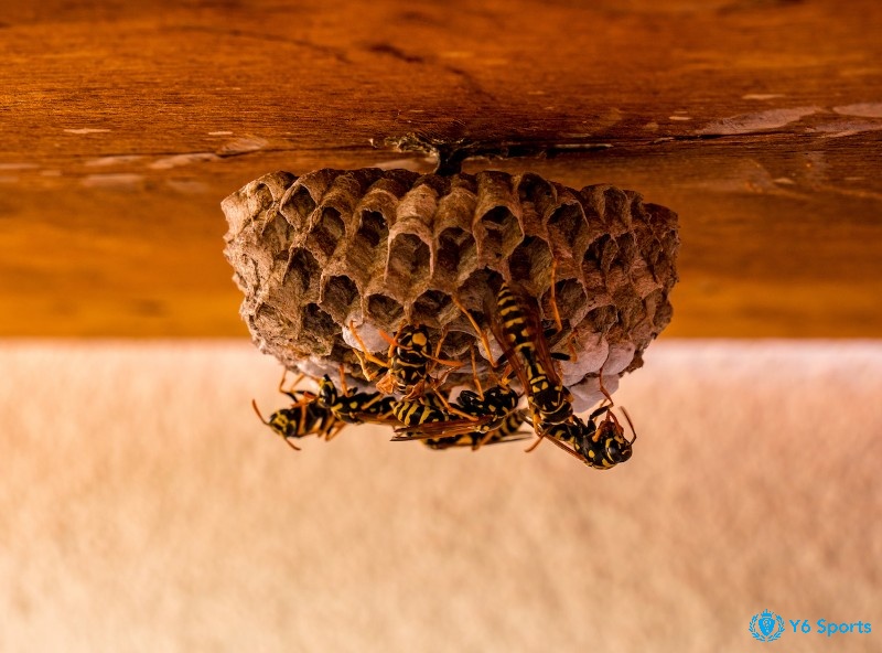 Mơ thấy ong làm tổ mang ý nghĩa khởi đầu thuận lợi và sự phát triển lâu dài