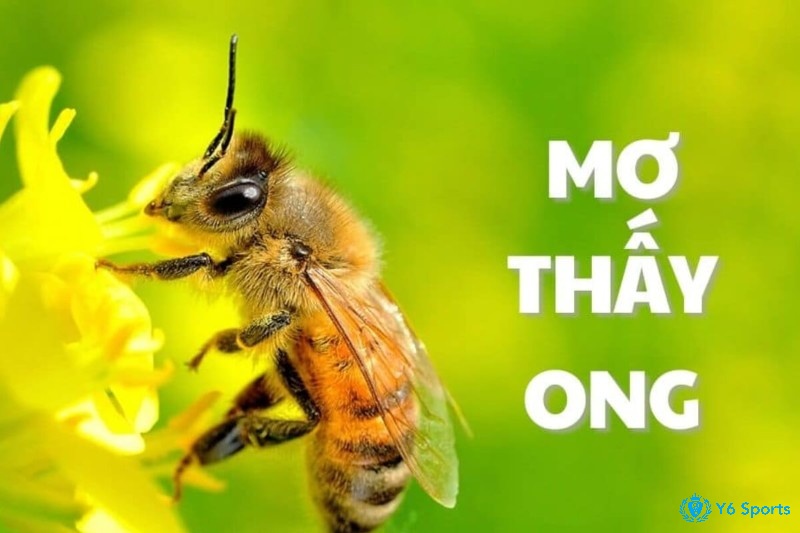 Khám phá bí ẩn phía sau giấc mơ thấy ong để hiểu rõ dự báo mà tiềm thức gửi gắm