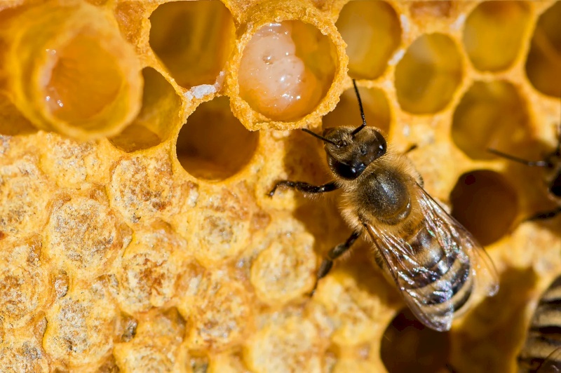 Mơ thấy ong đánh con gì? Giải mã giấc mơ chính xác nhất