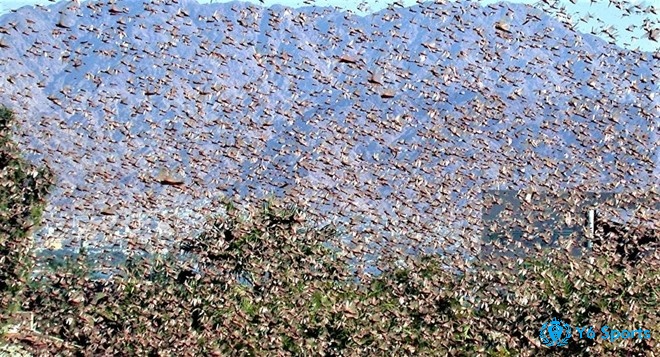 Mơ thấy một đàn châu chấu là điềm báo về sự thay đổi liên quan đến cuộc sống của bạn