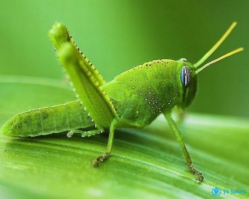 Giấc mơ thấy châu chấu màu xanh là điềm báo về sự may mắn và tích cực đến với bạn