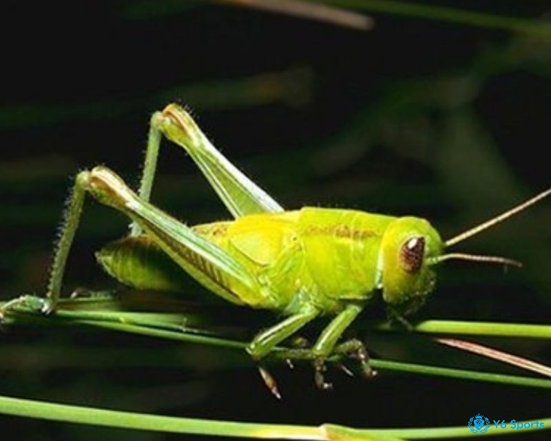 Giấc mơ thấy châu chấu đánh số gì mang đến cho bạn nhiều con số may mắn mỗi ngày