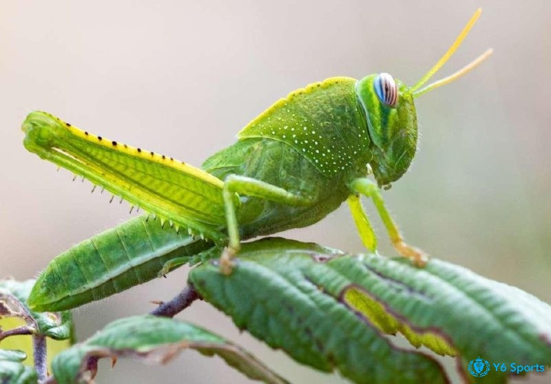 Giải mã giấc mơ thấy châu chấu đánh số gì cùng các điềm báo liên quan