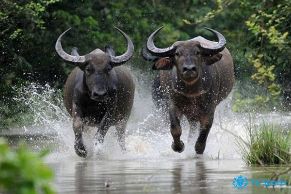 Giấc mơ thấy trâu bò có ý nghĩa cho sự ổn định và bên vững trong bạn