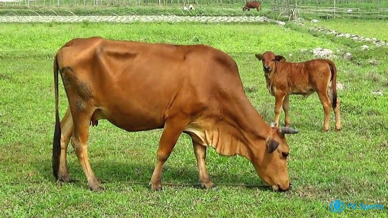 Giấc mơ thấy đàn trâu bò đang ăn cỏ là một điềm báo tốt lành đến với bạn
