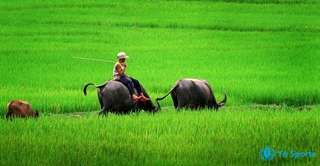 Giấc mơ thấy đi chăn trâu bò thể hiện cho sự kiểm soát và trách nhiệm trong cuộc sống của bạn