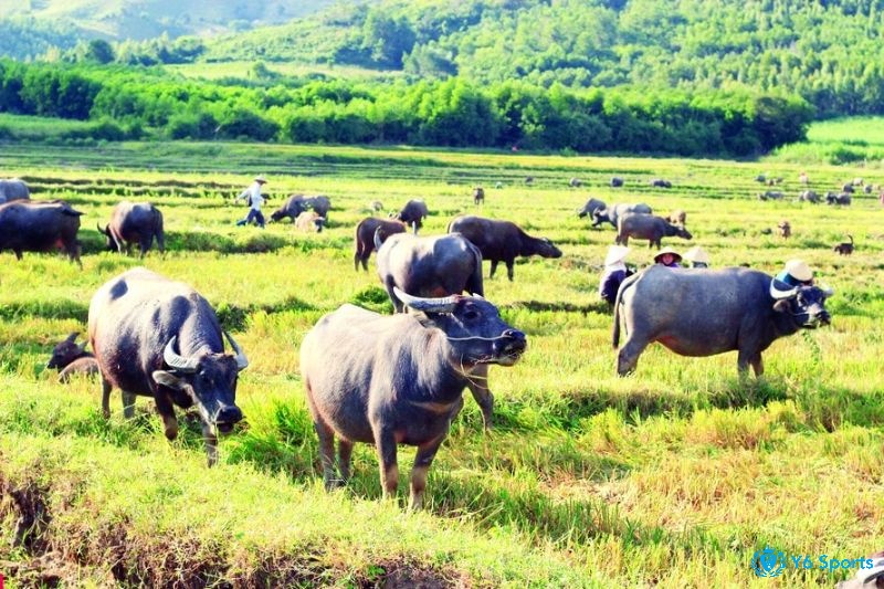 Giải mã giấc mơ thấy trâu bò số mấy và các điềm báo liên quan