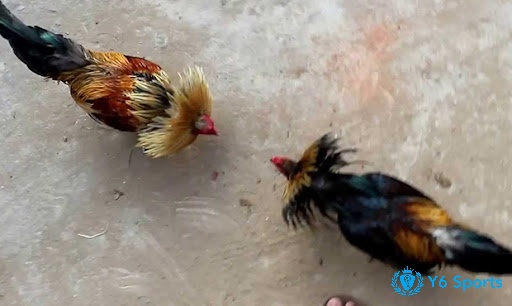 ĐÁ gà tre là hình thức chơi đá gà sử dụng giống gà tre nhỏ bé để chơi