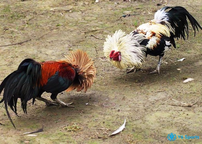 Tìm hiểu đá gà tre là gì cùng luật chơi và các kinh nghiệm chơi hiệu quả